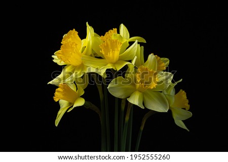 Daffodils on a black background. Yellow flowers on a dark background. First spring flowers