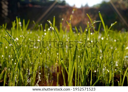 Dew in the sun. Grass with dew - macro.