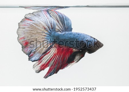 Male Betta Fish Photography full body