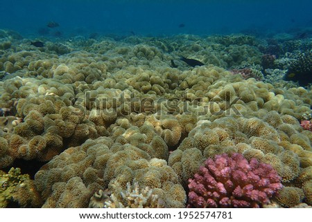 Litophyton arboreum corals from red sea Egypt