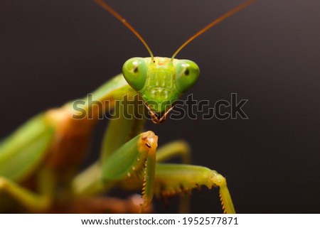 Female European Mantis or Praying Mantis, Mantis Religiosa. Green praying mantis. Close up Royalty-Free Stock Photo #1952577871