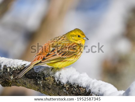 Yellowhammer (Emberiza citrinella) perched on a tree branch in the winter Royalty-Free Stock Photo #1952587345