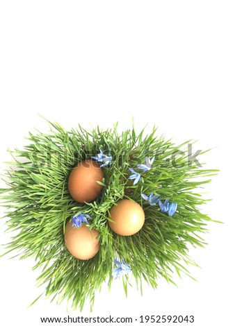 three eggs in green grass and blue and blue bells colors easter set on white background photo for easter set of eggs three eggs on a white background in green grass