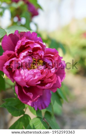 Closeup of beautiful blooming peony flowering with blurred background. Peonies garden.