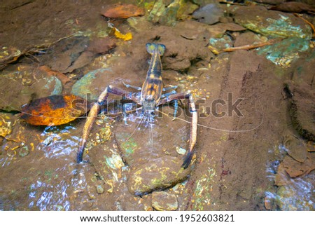 `Crayfish are freshwater crustaceans resembling small lobsters can be found in the cool rivers of the Northern Range