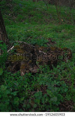 old cu tree stump covered wih grass