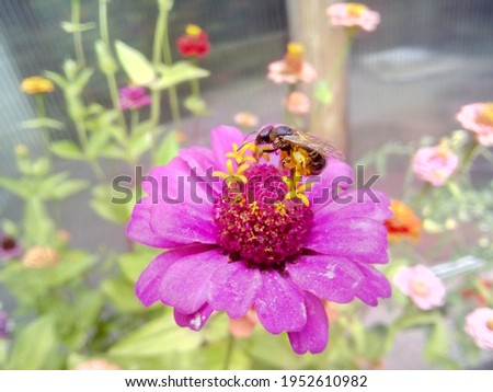 Zinnia Elegans Flower Blooming, Wasps like flowers