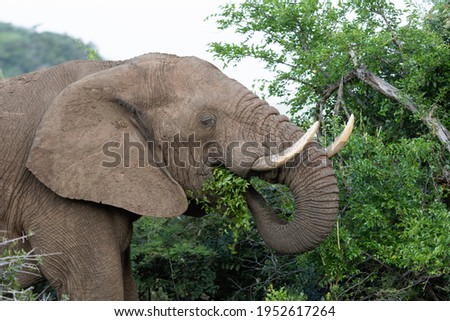 African elephant eating in the bushes. African safari in the Hluhluwe Imfolozi Park Wilderness Area. Elephant hiding in the bushes.