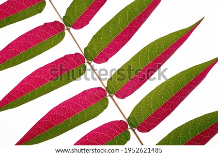 Multi colored textures leaves over white background. Flat Lay. Minimal surrealism background