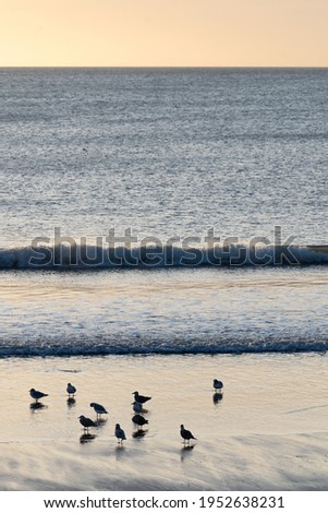 A group of small birds on a black beach during sunset. The photo is taken in Akranes in Iceland.