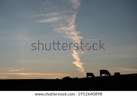 Cow emitting gas into the atmosphere concept. Farming, Farm animals, Livestock pollution, agricultural pollution, global warming, greenhouse effect concept. Cows silhouette.  Royalty-Free Stock Photo #1952640898