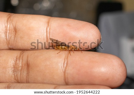 Small insects in human hands