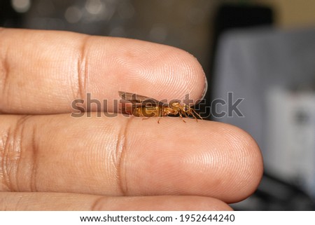 Small insects in human hands