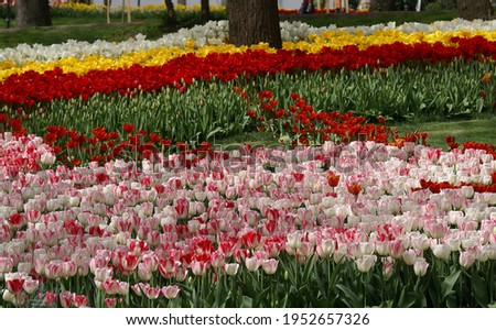 A photo of Tulip flowers with different colors.