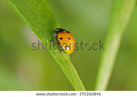 Lady beetles, a common insects, close-up pictures, in the north of China  
