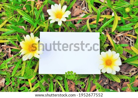 Mockup of rectangular blank frame and white Gazania flowers  taken outdoors