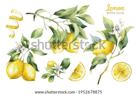 Set of watercolor illustrations of lemons. Hand painted ripe lemon branches with green leaves on a white background for your design.