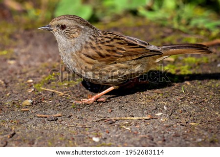 A close up of a beautiful dunnock in the early morning sun.