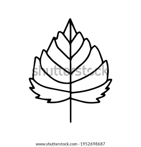 leaf illustration. leaf icon vector line style. handraw art design