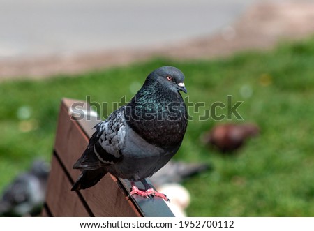 A pigeon sits on the bench in a park