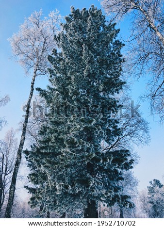 Snowy forest and coniferous cedars on Baikal