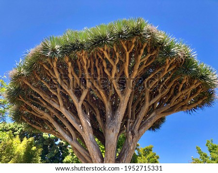 Unusual crown Dracaena Draco tree in Tenerife, Canary Islands, Spain Royalty-Free Stock Photo #1952715331
