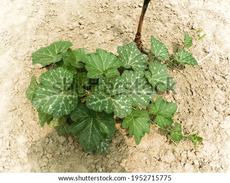 Growing pumpkin plant with flowers