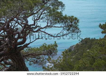 Relic Pitsunda pine growing on the rocky shores of the Black Sea Royalty-Free Stock Photo #1952722294
