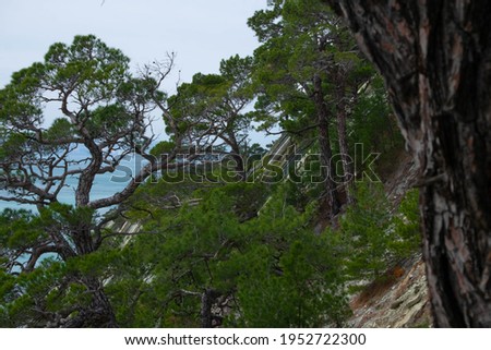 Relic Pitsunda pine growing on the rocky shores of the Black Sea Royalty-Free Stock Photo #1952722300