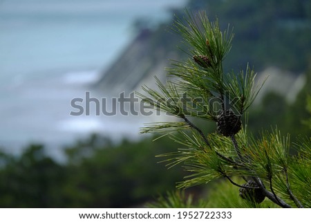 Relic Pitsunda pine growing on the rocky shores of the Black Sea Royalty-Free Stock Photo #1952722333