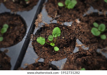 A young seedling of a vegetable or flower crop in peat soil. Spring gardening.
