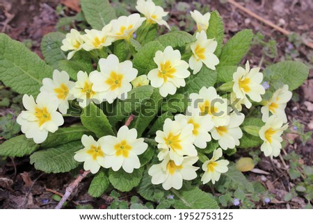 Primula vulgaris, the common primrose, is a species of flowering plant in the family Primulaceae.  Royalty-Free Stock Photo #1952753125