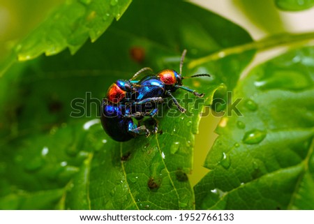 The beautiful blue milkweed beetle it has blue wings and a red head perched couple make love on a leaves after rain mating processing in the tropical forest. Close up and Macro photography.