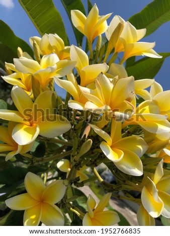 Yellow frangipani flowers blooming beautifully on the tree