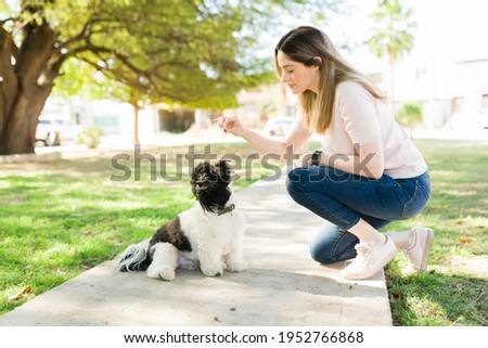 Beautiful young woman teaching her dog to sit and some tricks at the park. Smart shih tzu dog learning a new command with its dog owner  Royalty-Free Stock Photo #1952766868