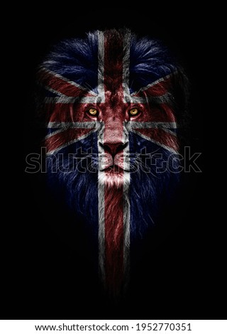 Portrait of a Beautiful lion, faceart and patriotism concept. Portrait of a leader, king. Portrait of a lion with a projection of the flag of great Britain. Patriot of his country.