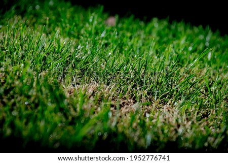 leaf and grass field green background nature