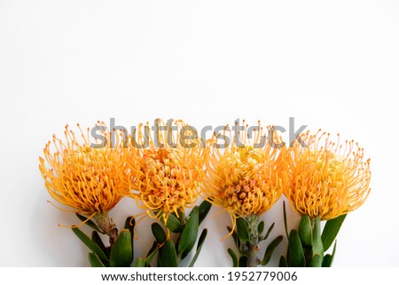 Close up shot of beautiful pincushion protea flower with vivid orange yellow-orange inflorescence. Tropical african sugarbush plant isolated on white. Background, copy space for text.