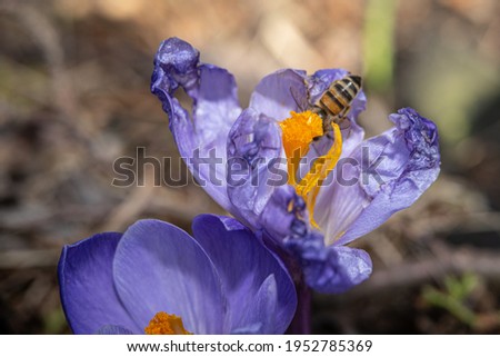 A close-up picture of a purple flower with a flower fly. Picture from Eslov, Sweden