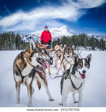 Alaskan husky sled dogs ready to go in arctic mountain wilderness. Royalty-Free Stock Photo #1952787106
