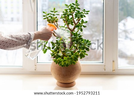 Female hand Spraying Water Green Leaves of Succulent Jade Plant. Indoor potted fresh plants on the windowsill in the sunlight. Royalty-Free Stock Photo #1952793211