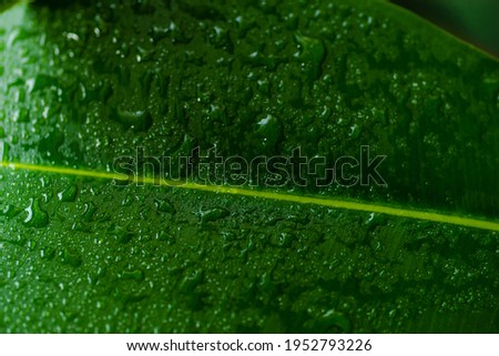 Macro image of dew on green leaves Rubber Plant for ecological background