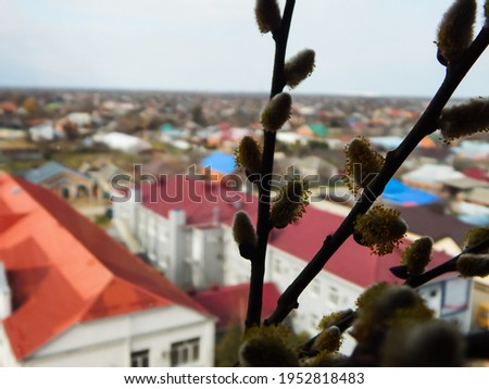 a sprig of willow blooming in spring on the background of the view from the window