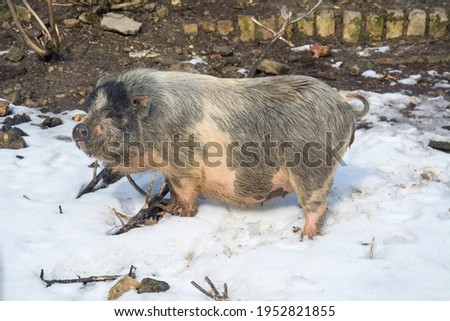 In winter, in the afternoon, there is a big pig in the snow.