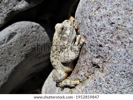 Arizona Toad (Anaxyrus microscaphus) along the San Francisco River in Gila National Forest, New Mexico