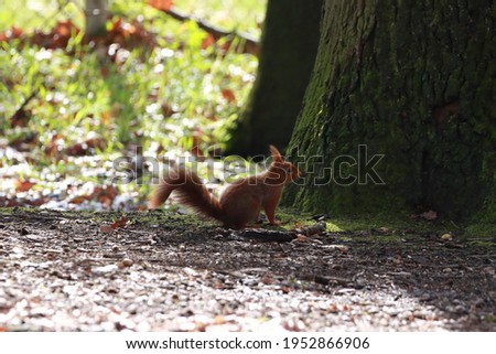 a squirrel on the forest floor
