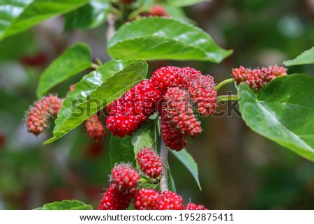 Fruits on the black mulberry tree