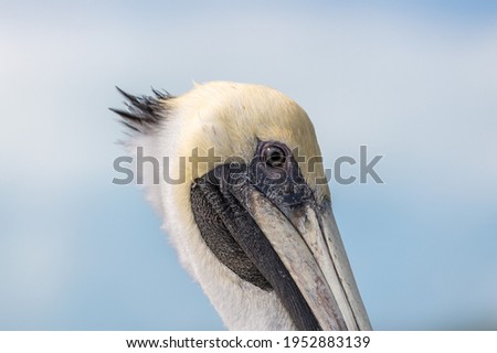 Close up of a Pelican in Yucantan, Mexico.