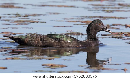 Muscovy Duck in the Iberá estuaries