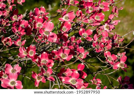 Pink flowering dogwood tree (Pink Cornus florida rubra tree) in spring sun a nature background. Royalty-Free Stock Photo #1952897950